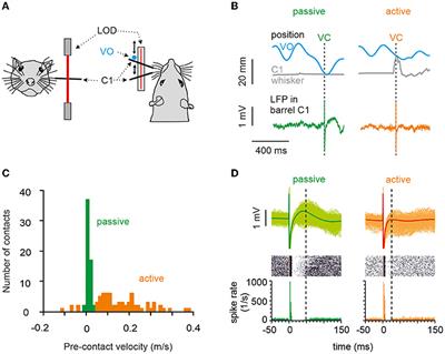 Local Neuronal Responses to Intracortical Microstimulation in Rats' Barrel Cortex Are Dependent on Behavioral Context